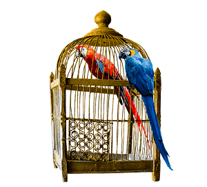 nest