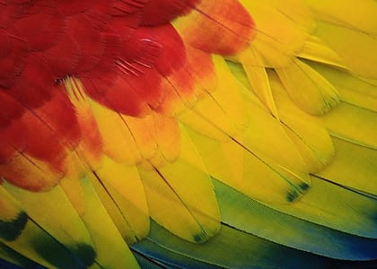 colorful bird feather