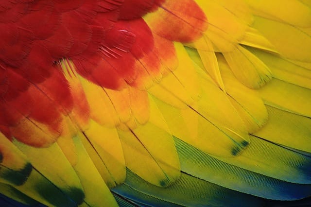 colorful bird feather