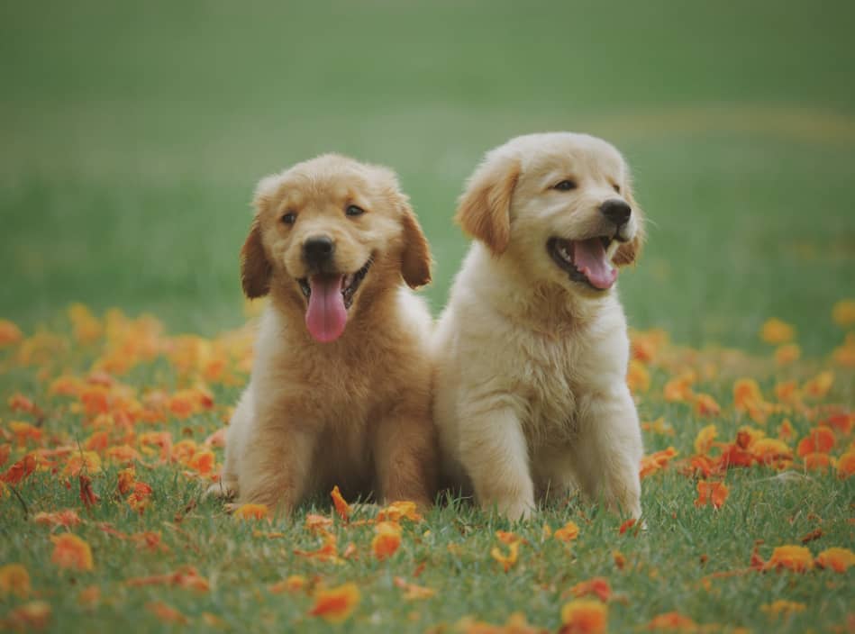 DOGS