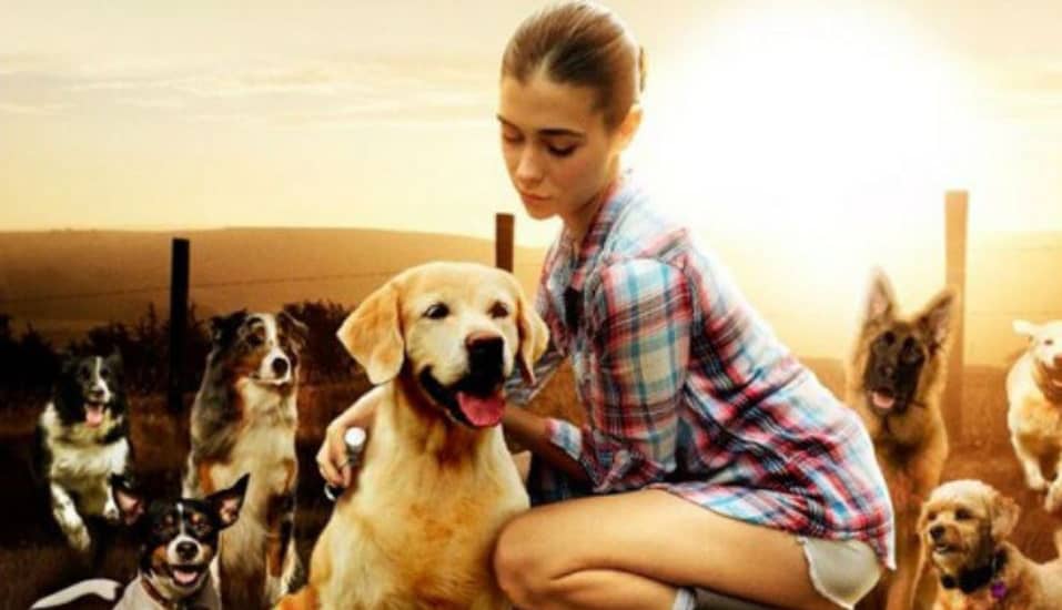 Woman with lots of dogs surrounding her